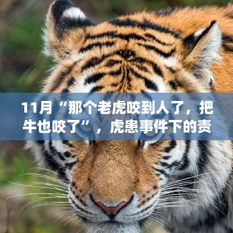 虎患事件下的責(zé)任與反思，動物保護(hù)與人居安全的平衡探討