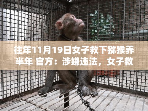女子救助獼猴半年后面臨法律困境，動物救助行為與法律邊界的探討