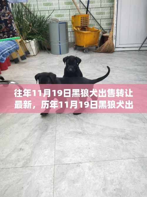 深度解析，歷年11月19日黑狼犬出售轉(zhuǎn)讓現(xiàn)象，某觀點(diǎn)立場與理由探討