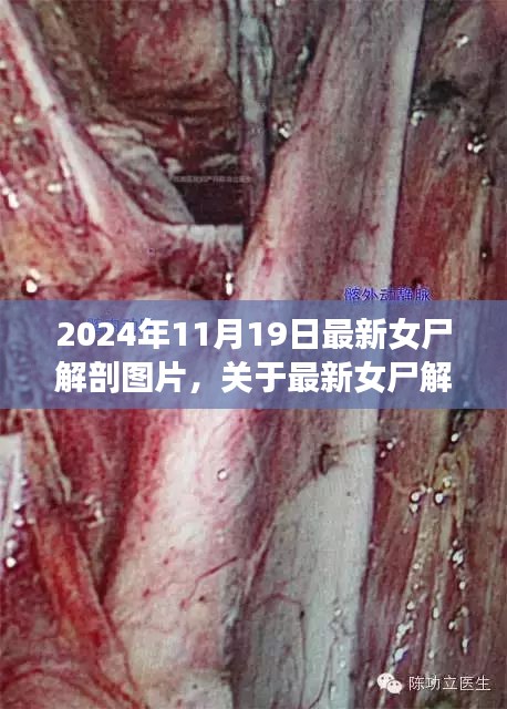 最新女尸解剖圖片探討，倫理與學(xué)術(shù)視角