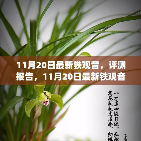 11月20日鐵觀音深度評(píng)測(cè)報(bào)告，品質(zhì)、體驗(yàn)與市場(chǎng)對(duì)比解析