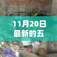 揭秘五夜片的魅力與最新動態(tài)，未知領(lǐng)域的探索之旅（以11月20日更新為例）