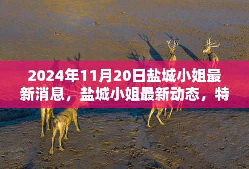 鹽城小姐最新動態(tài)深度解析，特性、體驗(yàn)、競品對比及目標(biāo)用戶群體分析（2024年11月版）