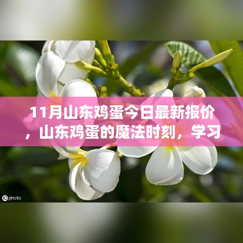 山東雞蛋最新報價，點亮希望之光，成就夢想之路