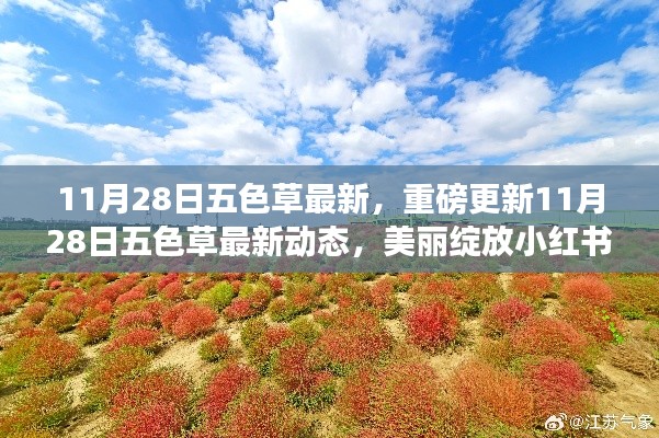 11月28日五色草最新動(dòng)態(tài)，美麗綻放小紅書(shū)，重磅更新揭秘