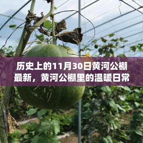 黃河公棚，溫暖日常與趣事情感紐帶的記錄——11月30日最新篇章