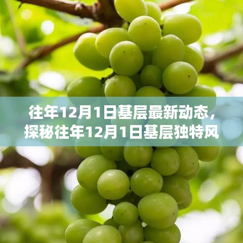 揭秘往年12月1日基層動態(tài)，巷弄深處的獨特風情與隱藏瑰寶