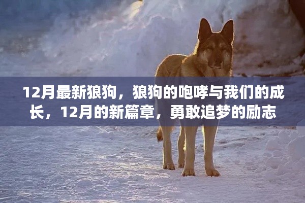 12月狼狗咆哮，勵(lì)志成長之旅，勇敢追夢的新篇章