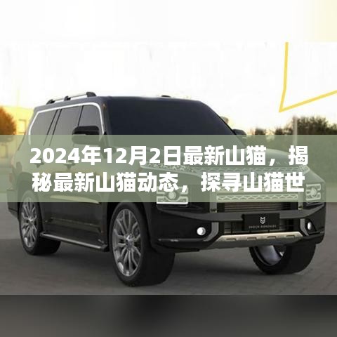 揭秘山貓新動態(tài)，探尋山貓世界在年末的神秘面紗（2024年12月）