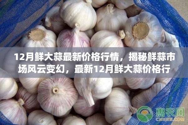 揭秘最新鮮大蒜行情，12月鮮大蒜價(jià)格解析與市場(chǎng)風(fēng)云變幻