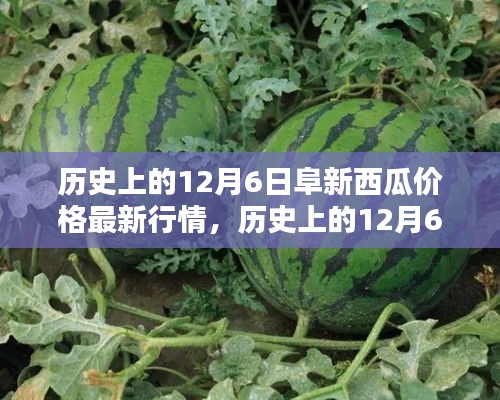 歷史上的阜新西瓜價(jià)格深度解析，最新行情回顧與深度解析（12月6日）