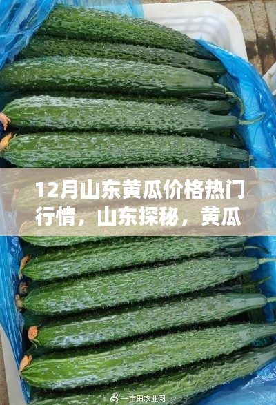 揭秘山東黃瓜行情，探尋心靈寧?kù)o之旅的熱門黃瓜價(jià)格解析
