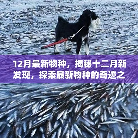 揭秘十二月新物種，探索最新發(fā)現(xiàn)的奇跡之旅