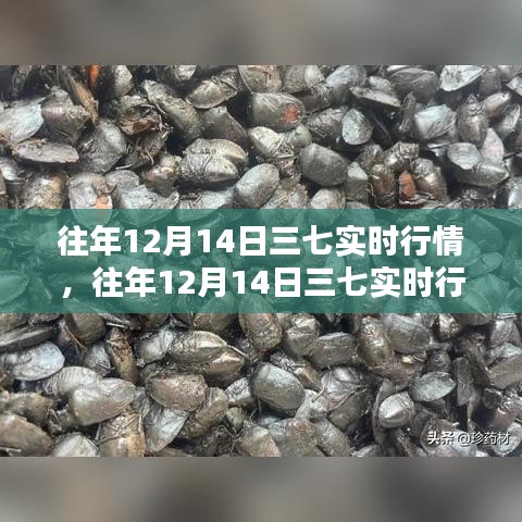 往年12月14日三七行情深度解析及實(shí)時(shí)動(dòng)態(tài)觀察