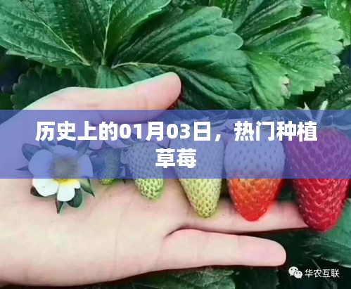 草莓種植歷史中的這一天，熱門草莓種植日紀(jì)念