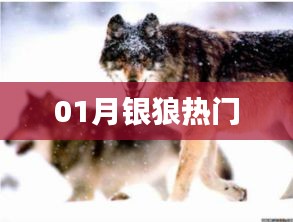 01月銀狼熱門風采展示