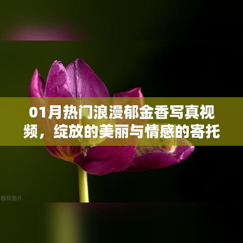 熱門(mén)郁金香寫(xiě)真視頻，綻放美麗與情感寄托