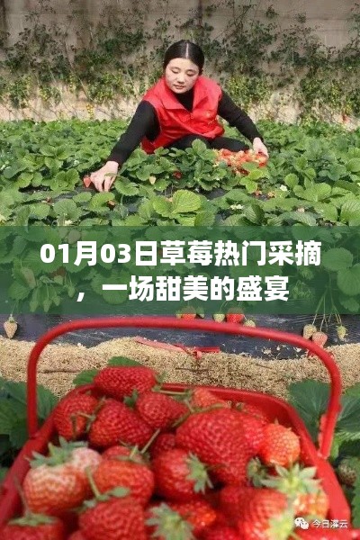 草莓盛宴，冬日采摘樂趣，盡享甜美時光