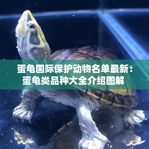 蛋龜國際保護(hù)動物名單最新：蛋龜類品種大全介紹圖解 
