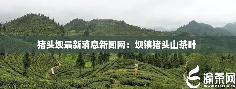 豬頭壩最新消息新聞網：壩鎮(zhèn)豬頭山茶葉 