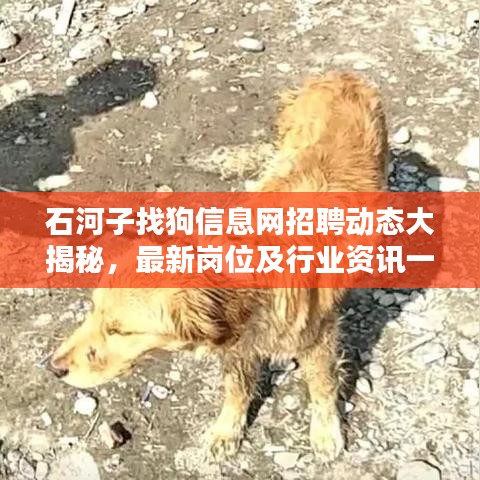 石河子找狗信息網(wǎng)招聘動態(tài)大揭秘，最新崗位及行業(yè)資訊一網(wǎng)打盡
