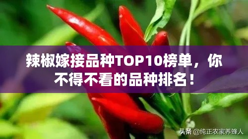 辣椒嫁接品種TOP10榜單，你不得不看的品種排名！