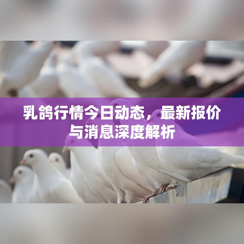乳鴿行情今日動(dòng)態(tài)，最新報(bào)價(jià)與消息深度解析