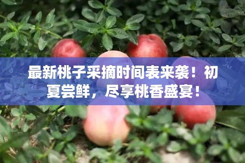 最新桃子采摘時(shí)間表來(lái)襲！初夏嘗鮮，盡享桃香盛宴！
