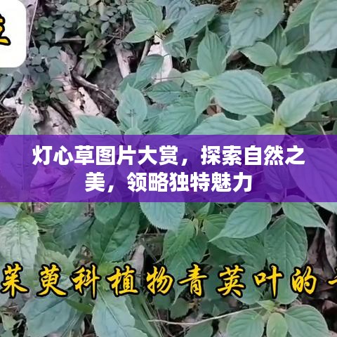 燈心草圖片大賞，探索自然之美，領略獨特魅力