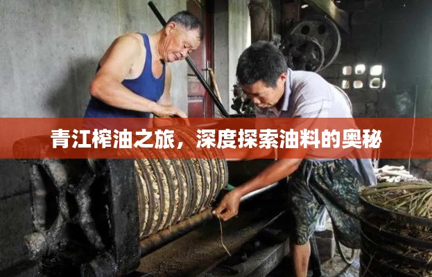 青江榨油之旅，深度探索油料的奧秘