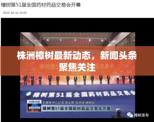 株洲樟樹(shù)最新動(dòng)態(tài)，新聞?lì)^條聚焦關(guān)注