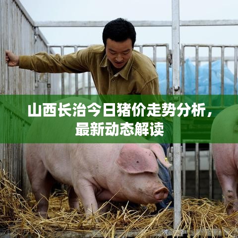 山西長治今日豬價(jià)走勢分析，最新動態(tài)解讀