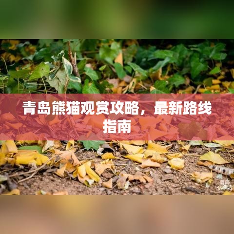 青島熊貓觀賞攻略，最新路線指南