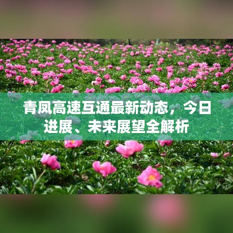 青鳳高速互通最新動態(tài)，今日進展、未來展望全解析