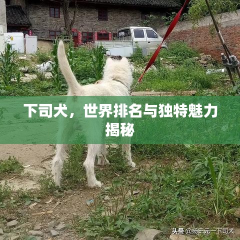 下司犬，世界排名與獨特魅力揭秘