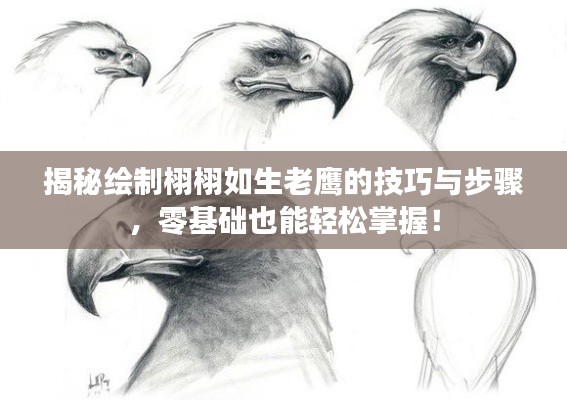 揭秘繪制栩栩如生老鷹的技巧與步驟，零基礎(chǔ)也能輕松掌握！