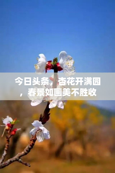今日頭條，杏花開滿園，春景如畫美不勝收