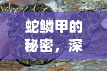 蛇鱗甲的秘密，深入探索與直觀展示揭秘