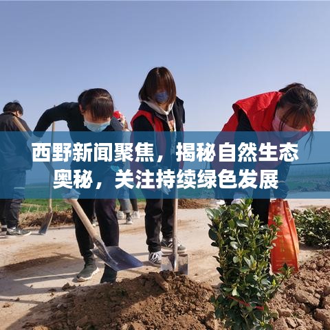 西野新聞聚焦，揭秘自然生態(tài)奧秘，關(guān)注持續(xù)綠色發(fā)展
