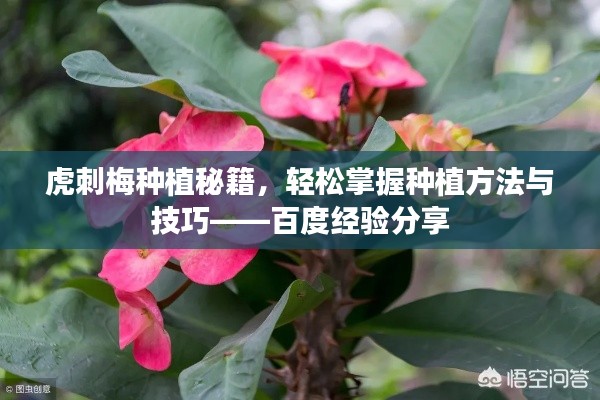 虎刺梅種植秘籍，輕松掌握種植方法與技巧——百度經(jīng)驗分享