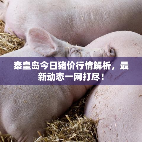 秦皇島今日豬價行情解析，最新動態(tài)一網(wǎng)打盡！