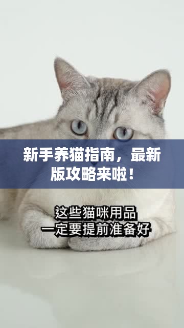 新手養(yǎng)貓指南，最新版攻略來啦！